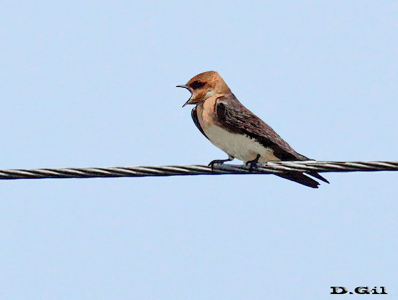GOLONDRINA CARA ROJIZA (Alopochelidon fucata) - Humedales del Santa Lucía - MONTEVIDEO (Octubre 2013)